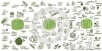 Fruits, vegetables and superfoods collection. Vector Illustration