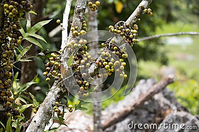 Fruits wild fig tree forest in Madagascar Stock Photo