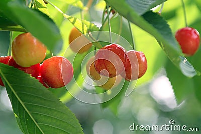 Fruity Cherries Stock Photo