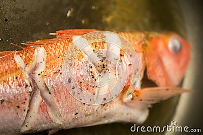 Frying fresh fish at home Stock Photo