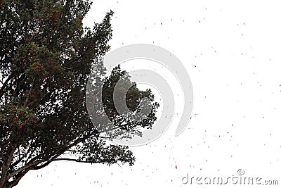 frying seed from Dipterocarpus tuberculatusÂ Roxb , black and white tree Stock Photo