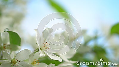 Frühlings-Apfelbaumblumen gedeihen timelapse, Abschluss nach oben Blume, florierender Obstgartenbaum Arbeit im Garten stock footage Frühlings-Apfelbaumblumen gedeihen timelapse, Abschluss nach oben Blume, florierender Obstgartenbaum Arbeit im Garten stock footage