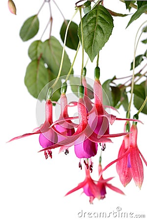 Fuchsia Stock Photo