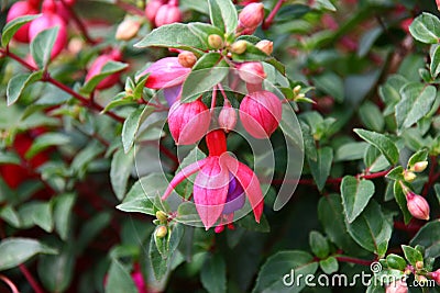 Fuchsia Stock Photo