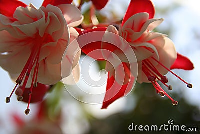 Fuchsia Stock Photo