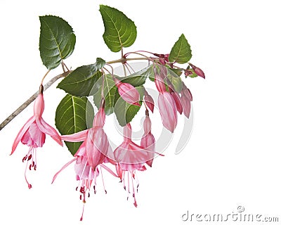 Fuchsia Stock Photo