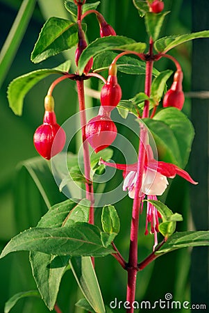 Fuchsia Stock Photo