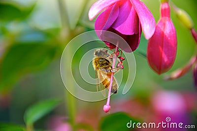 Bee on fuchsia flower Stock Photo