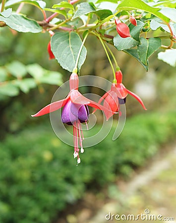 Fuchsia in bloom Stock Photo