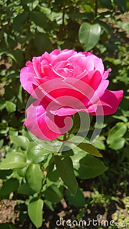 Fuchsia or bright pink roses in full bloom Stock Photo