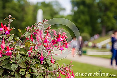 Fuchsia bush close-up with blurry background Stock Photo