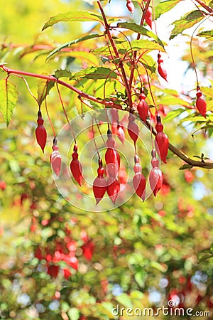 Fuchsia bush in an ornamental garden Stock Photo