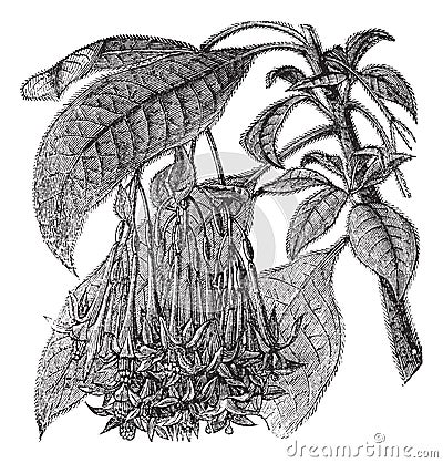 Fuchsia corymbiflora vintage engraving Vector Illustration