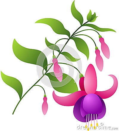 Fuchsia flower Vector Illustration