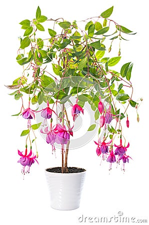 Fuchsia flower houseplants in flower pot, Tennessee Walts Stock Photo