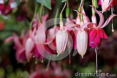 Fuchsia Flowers Stock Photo