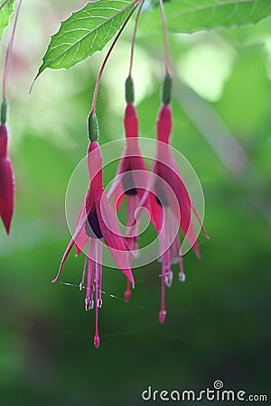 Fuchsia flowers Stock Photo