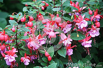 Fuchsia flowers Stock Photo