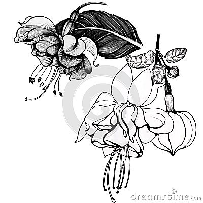 Fuchsia flowers and buds. Decorative composition. Ink drawing. Graphic arts. Wallpaper. Use printed materials, signs, posters, Stock Photo