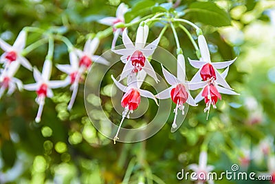 Fuchsia flowers Stock Photo