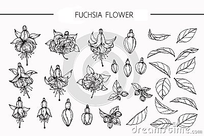 Fuchsia flowers drawing and sketch with line-art Stock Photo