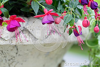 Fuchsia flowers in a flowerpot close-up in a city park. Stock Photo