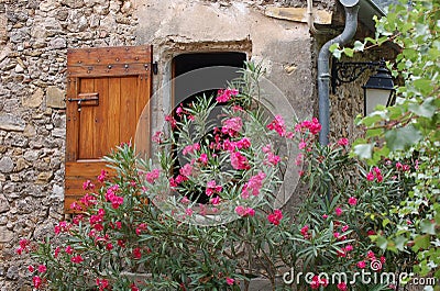 Fuchsia flowers over a window Stock Photo