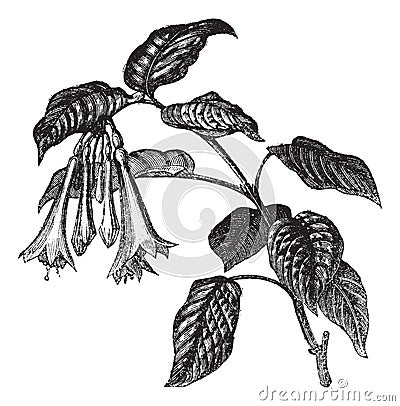 Fuchsia fulgens vintage engraving Vector Illustration