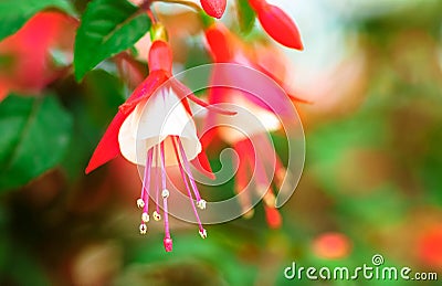 Fuchsia Stock Photo