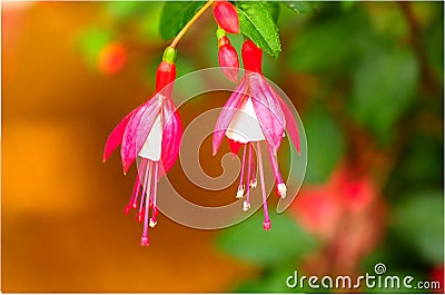 Fuchsia Stock Photo