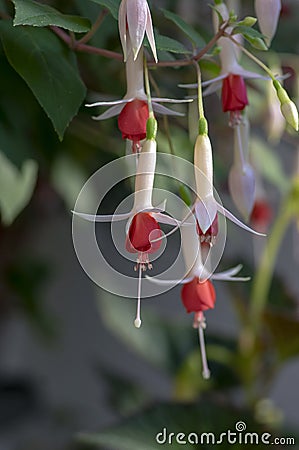 Fuchsia hybrida celia smedley white red flowering plant, group of beautiful ornamental pot flowers in bloom Stock Photo