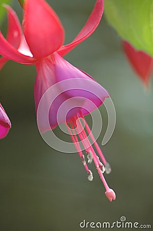 Fuchsia hybrida Hort Stock Photo