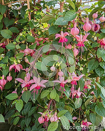 Fuchsia hybrida, a small shrub with beautiful, bell-shaped, odorless flowers Stock Photo