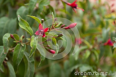 Fuchsia magellanica head on. Stock Photo