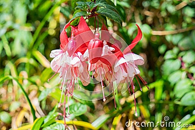 Fuchsia magellanica purple red flower hang down Stock Photo