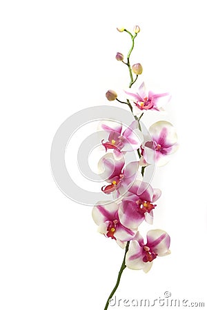 Fuchsia orchid Stock Photo