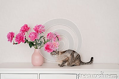 fuchsia peonies in vase in bright room on a white chest. A gray beautiful cat is sitting next to flowers. cozy house, fresh flower Stock Photo