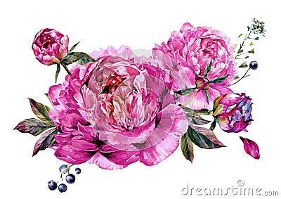 Fuchsia Peonies Watercolor Decoration Vector Illustration