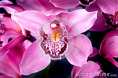 Fuchsia Pink Orchids Stock Photo