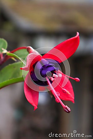 Fuchsia pink and purple bloom against blurred background Stock Photo