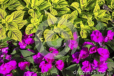 Yellow Green and Fuchsia Red Flower Bed Background Stock Photo