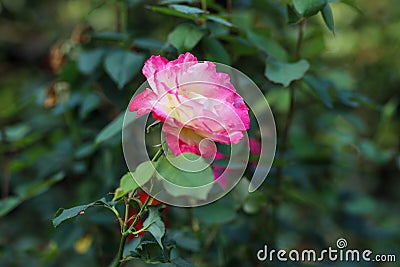 A Fuchsia Rose Background Stock Photo