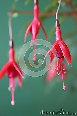 Fuchsia show 4 Stock Photo