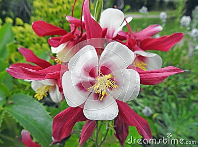 Fuchsia spring flower in full bloom stamens detail petals pretty gardens meadow flowers plants Stock Photo