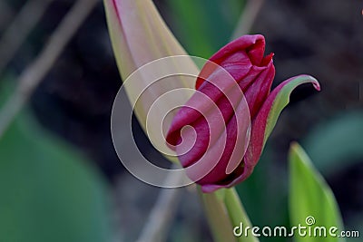 Fuchsia Tulip Flower Bud Stock Photo