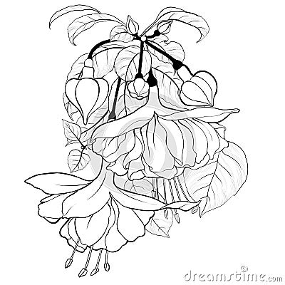 Fuchsia. Vector. Branches with flowers and buds. Graphics. Decorative composition. Vector Illustration