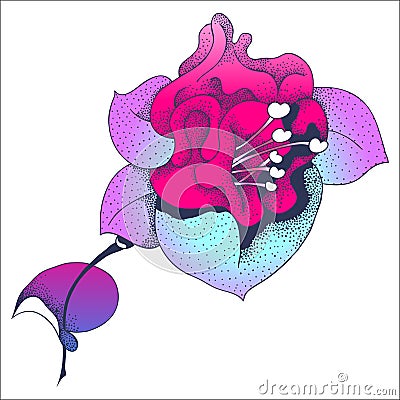 Fuchsia Vector Illustration