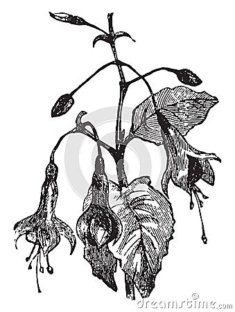 Fuchsia, vintage engraving Vector Illustration