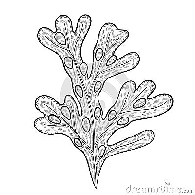 Fucus sketch mon Vector Illustration