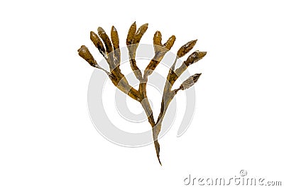 Fucus vesiculosus or bladder wrack brown seaweed isolated on white. Transparent png additional format Stock Photo